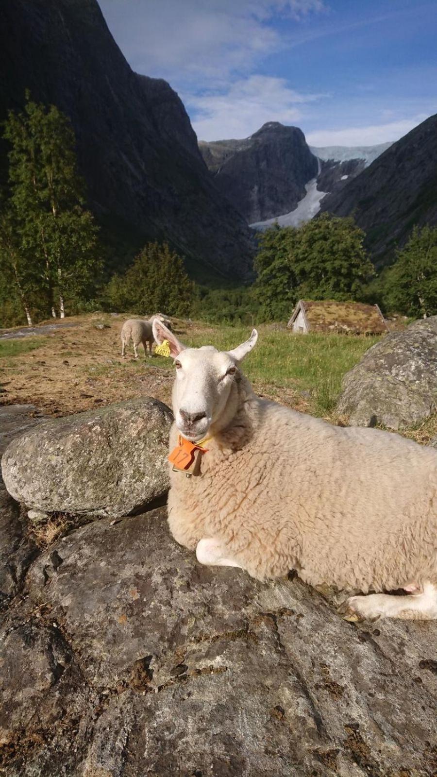Trollbu Aabrekk Gard Briksdalsbre Exterior foto